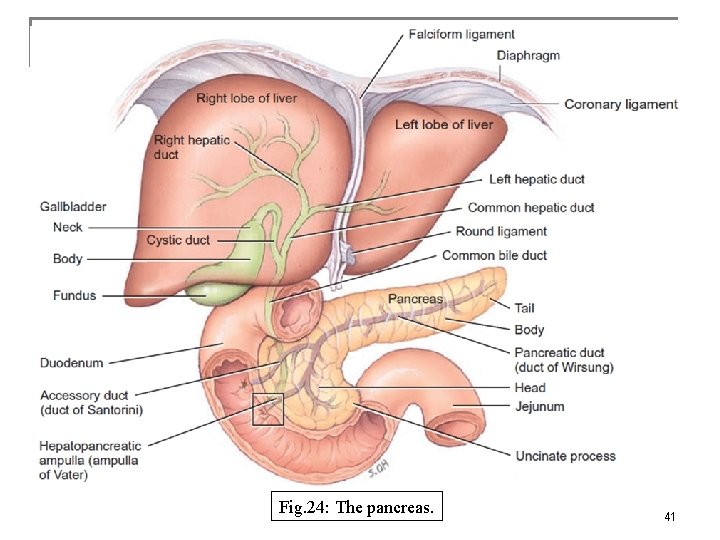 Fig. 24: The pancreas. 41 