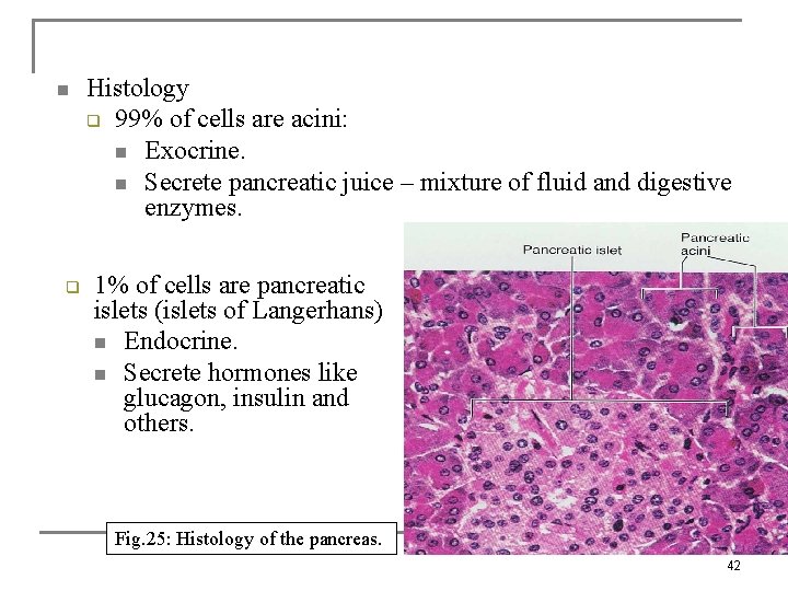 n q Histology q 99% of cells are acini: n Exocrine. n Secrete pancreatic