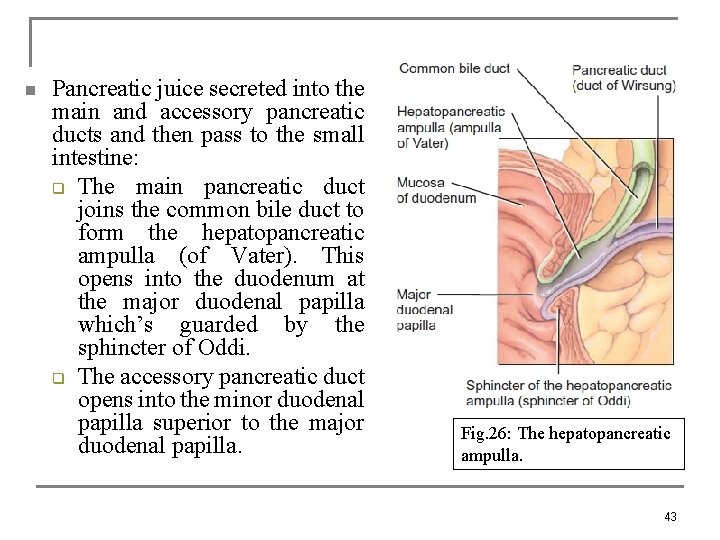 n Pancreatic juice secreted into the main and accessory pancreatic ducts and then pass
