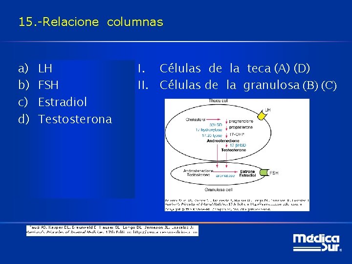 15. -Relacione columnas a) b) c) d) LH FSH Estradiol Testosterona I. Células de
