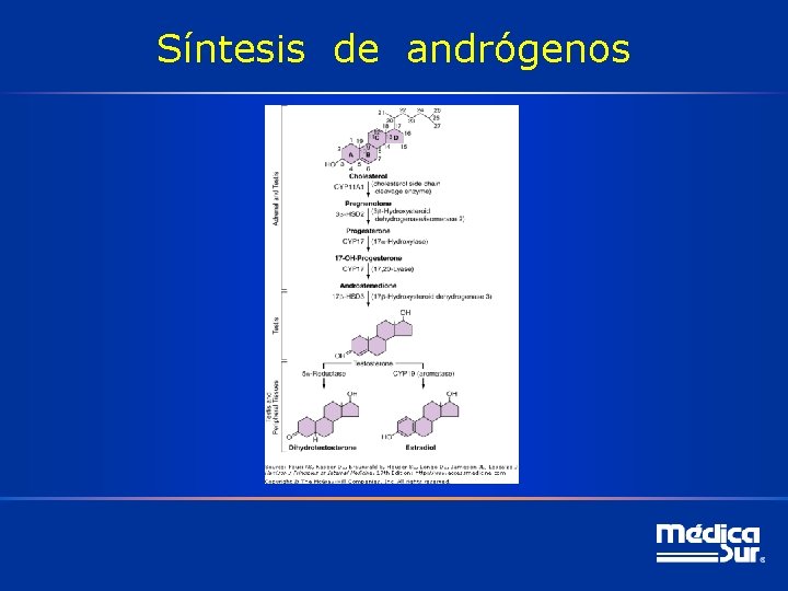 Síntesis de andrógenos 