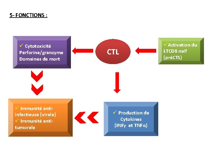 5 - FONCTIONS : ü Cytotoxicité Perforine/granzyme Domaines de mort ü Immunité antiinfectieuse (virale)