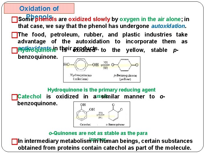 Oxidation of Phenols phenols are oxidized slowly by oxygen in the air alone; in