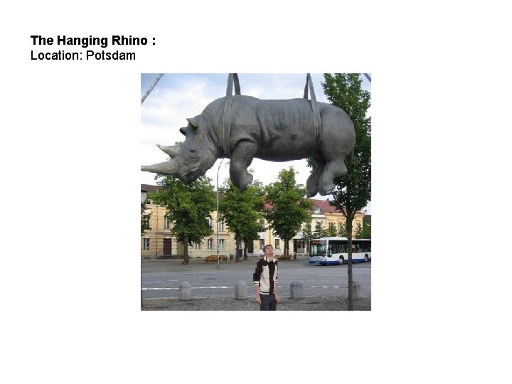 The Hanging Rhino : Location: Potsdam 