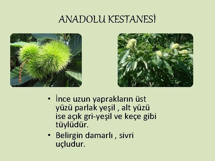 ANADOLU KESTANESİ • İnce uzun yaprakların üst yüzü parlak yeşil , alt yüzü ise