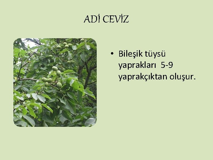 ADİ CEVİZ • Bileşik tüysü yaprakları 5 -9 yaprakçıktan oluşur. 