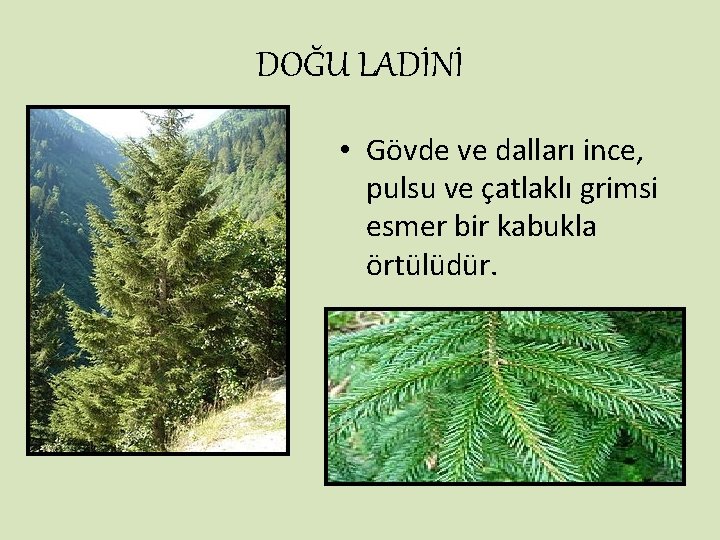 DOĞU LADİNİ • Gövde ve dalları ince, pulsu ve çatlaklı grimsi esmer bir kabukla