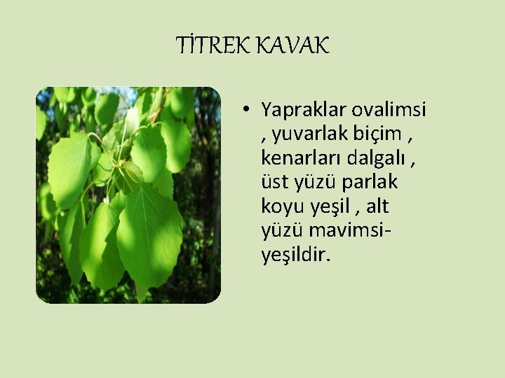 TİTREK KAVAK • Yapraklar ovalimsi , yuvarlak biçim , kenarları dalgalı , üst yüzü