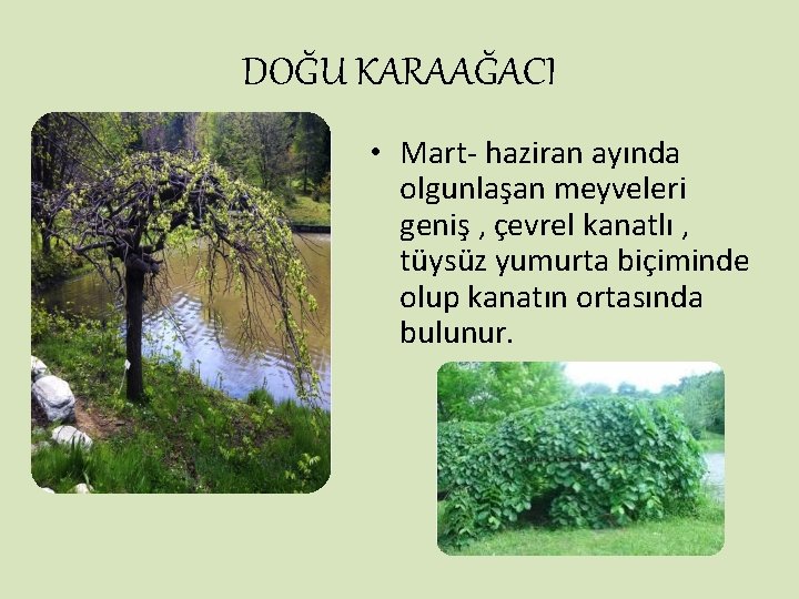 DOĞU KARAAĞACI • Mart- haziran ayında olgunlaşan meyveleri geniş , çevrel kanatlı , tüysüz