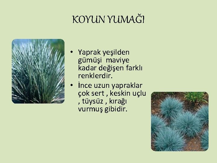 KOYUN YUMAĞI • Yaprak yeşilden gümüşi maviye kadar değişen farklı renklerdir. • İnce uzun