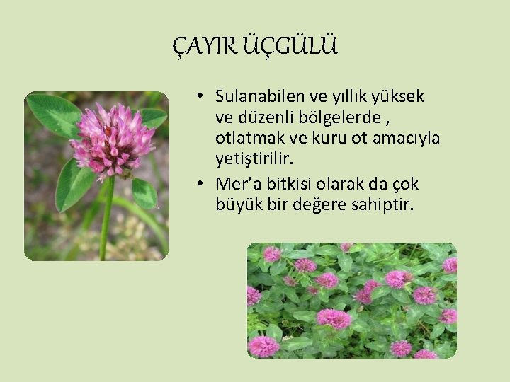 ÇAYIR ÜÇGÜLÜ • Sulanabilen ve yıllık yüksek ve düzenli bölgelerde , otlatmak ve kuru