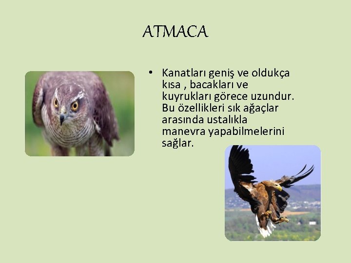 ATMACA • Kanatları geniş ve oldukça kısa , bacakları ve kuyrukları görece uzundur. Bu