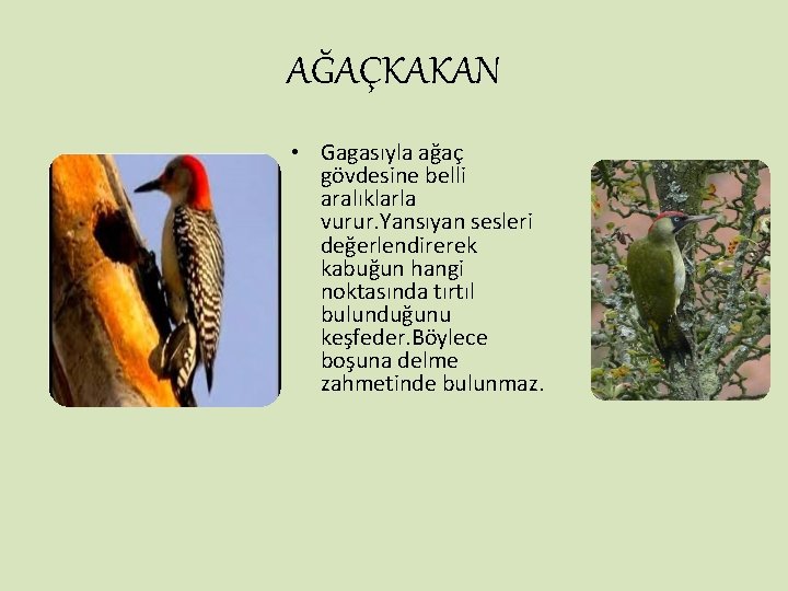 AĞAÇKAKAN • Gagasıyla ağaç gövdesine belli aralıklarla vurur. Yansıyan sesleri değerlendirerek kabuğun hangi noktasında