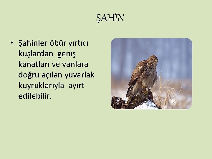 ŞAHİN • Şahinler öbür yırtıcı kuşlardan geniş kanatları ve yanlara doğru açılan yuvarlak kuyruklarıyla