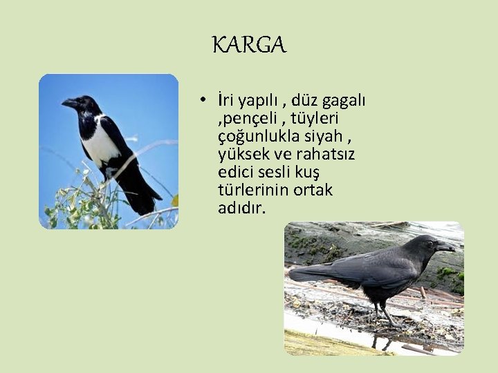 KARGA • İri yapılı , düz gagalı , pençeli , tüyleri çoğunlukla siyah ,