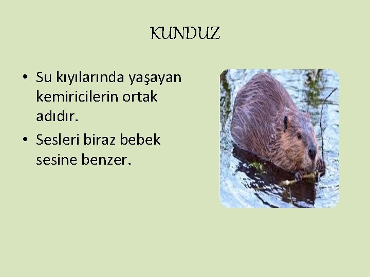 KUNDUZ • Su kıyılarında yaşayan kemiricilerin ortak adıdır. • Sesleri biraz bebek sesine benzer.