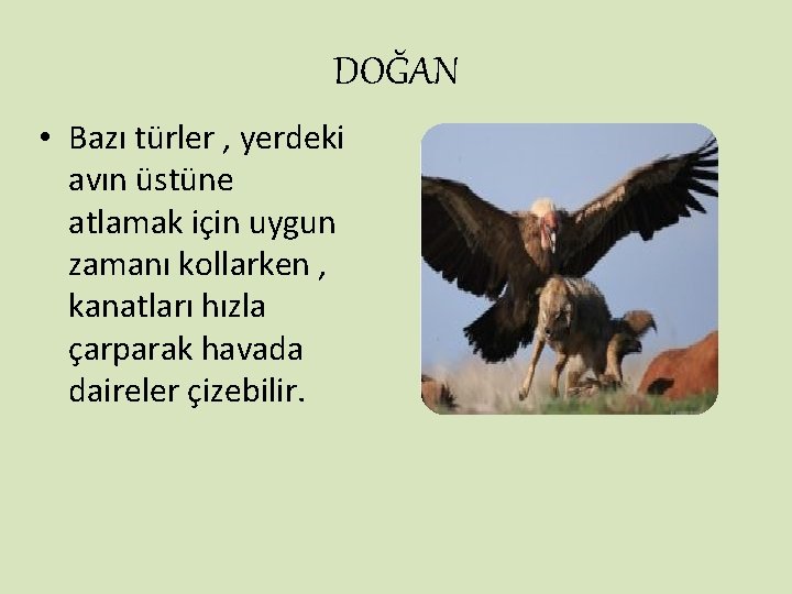 DOĞAN • Bazı türler , yerdeki avın üstüne atlamak için uygun zamanı kollarken ,