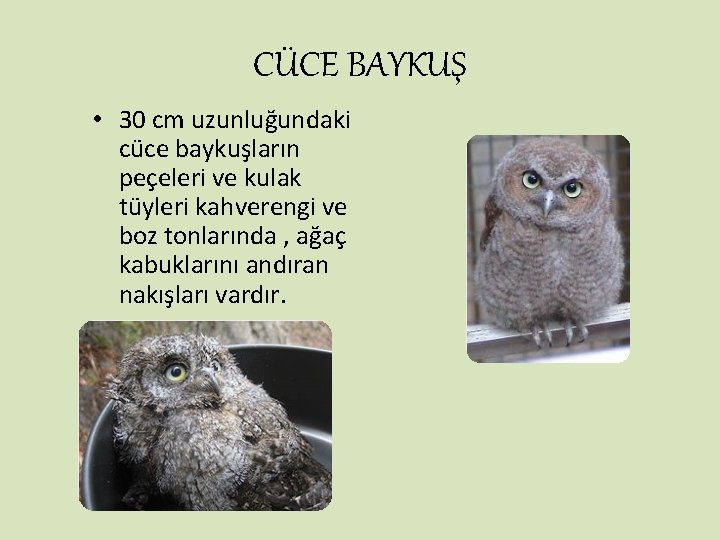 CÜCE BAYKUŞ • 30 cm uzunluğundaki cüce baykuşların peçeleri ve kulak tüyleri kahverengi ve