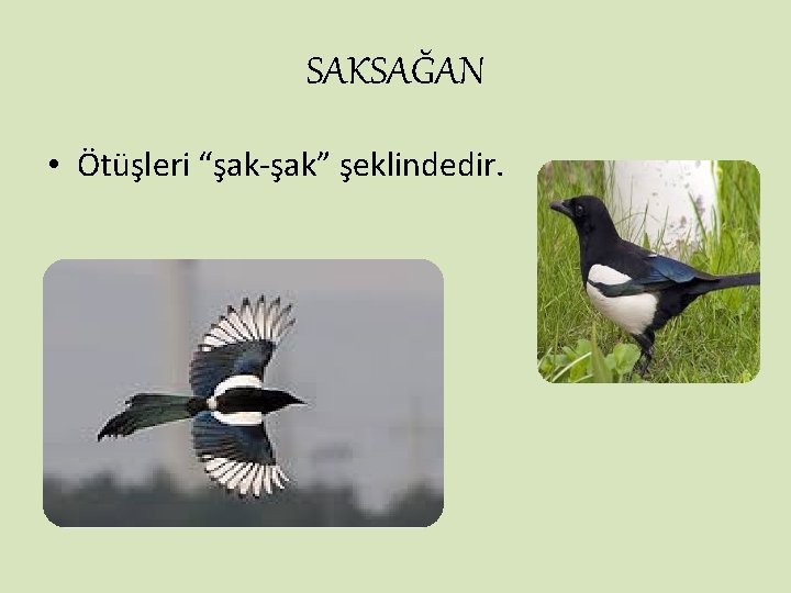 SAKSAĞAN • Ötüşleri “şak-şak” şeklindedir. 