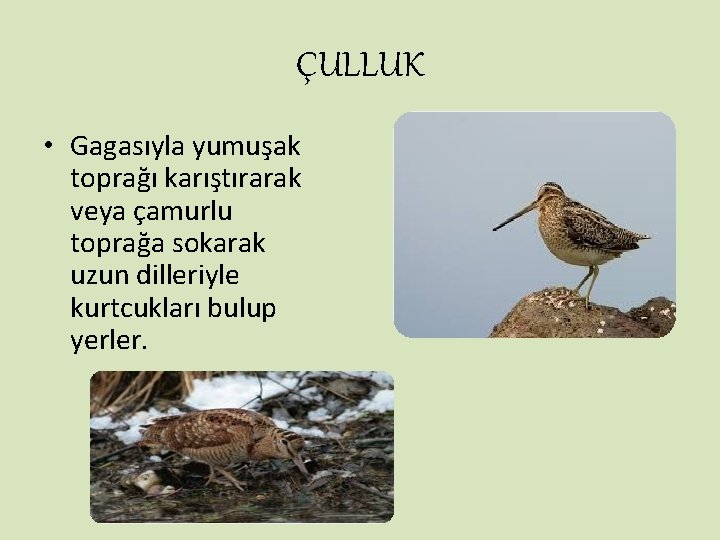 ÇULLUK • Gagasıyla yumuşak toprağı karıştırarak veya çamurlu toprağa sokarak uzun dilleriyle kurtcukları bulup