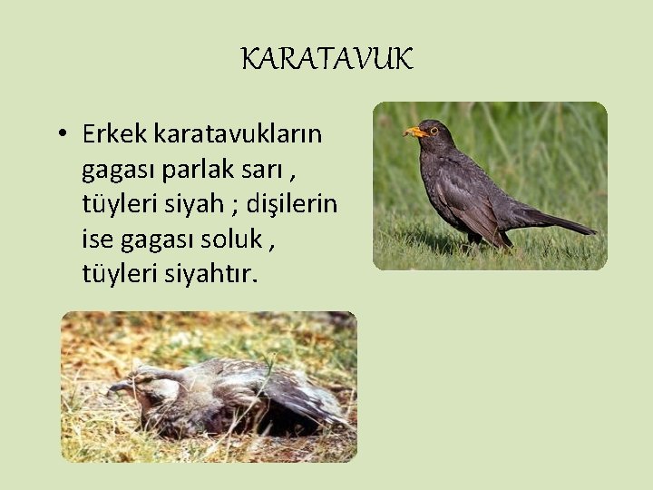 KARATAVUK • Erkek karatavukların gagası parlak sarı , tüyleri siyah ; dişilerin ise gagası