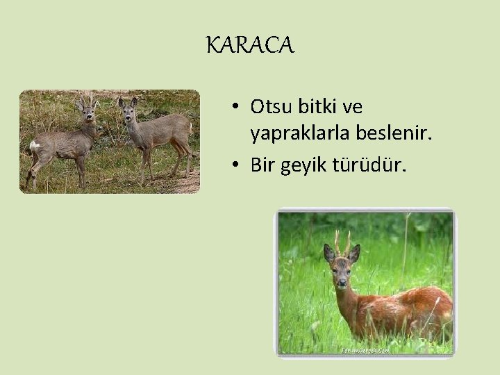 KARACA • Otsu bitki ve yapraklarla beslenir. • Bir geyik türüdür. 