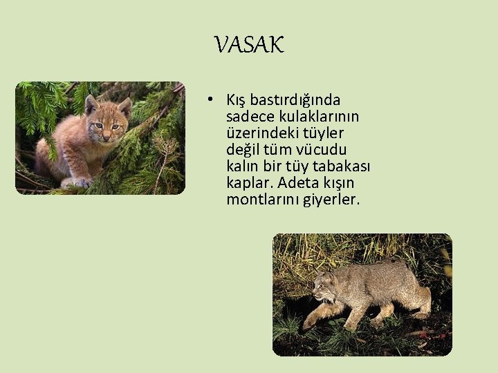 VASAK • Kış bastırdığında sadece kulaklarının üzerindeki tüyler değil tüm vücudu kalın bir tüy