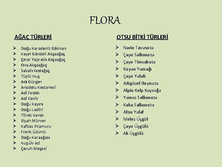 FLORA AĞAÇ TÜRLERİ Ø Ø Ø Ø Ø Doğu Karadeniz Göknarı Kayın Gövdeli Akçaağaç