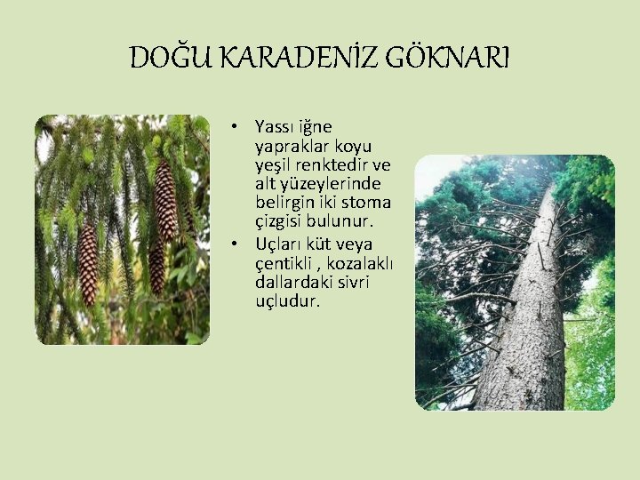 DOĞU KARADENİZ GÖKNARI • Yassı iğne yapraklar koyu yeşil renktedir ve alt yüzeylerinde belirgin