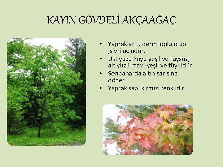 KAYIN GÖVDELİ AKÇAAĞAÇ • Yaprakları 5 derin loplu olup , sivri uçludur. • Üst