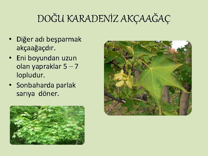 DOĞU KARADENİZ AKÇAAĞAÇ • Diğer adı beşparmak akçaağaçdır. • Eni boyundan uzun olan yapraklar