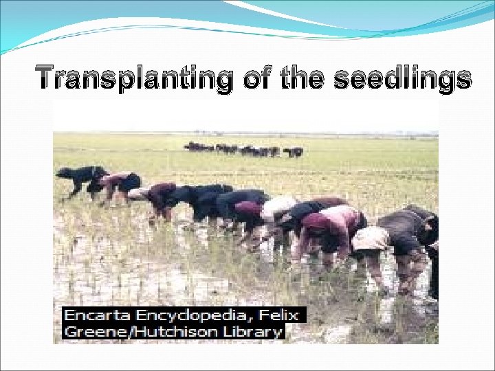 Transplanting of the seedlings 