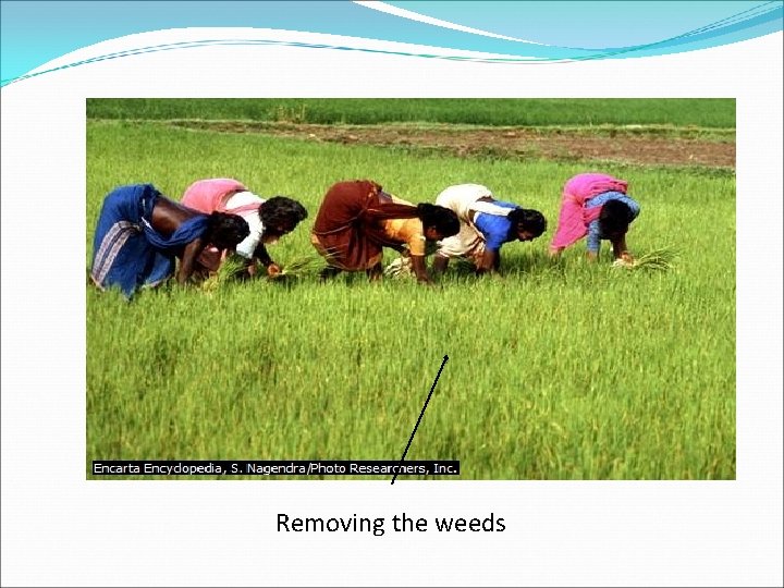 Removing the weeds 
