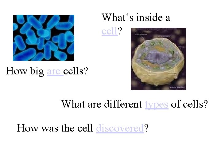 What’s inside a cell? How big are cells? What are different types of cells?