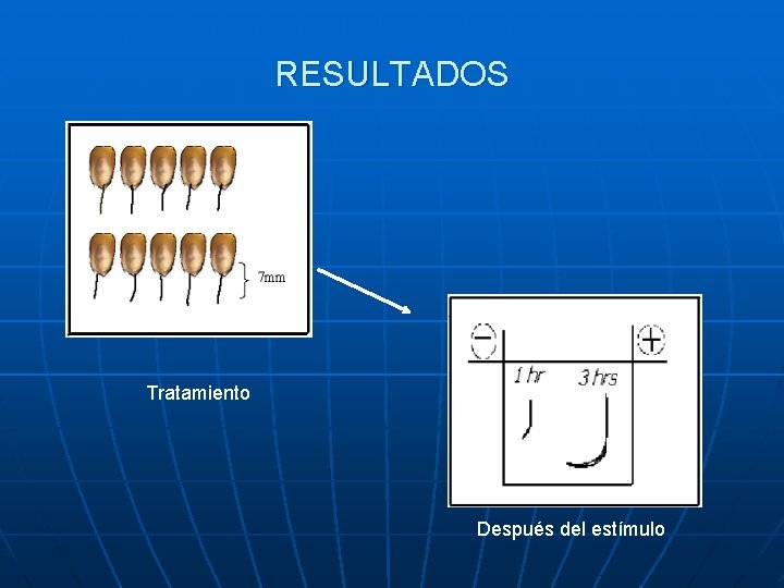 RESULTADOS Tratamiento Después del estímulo 