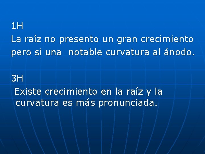  1 H La raíz no presento un gran crecimiento pero si una notable