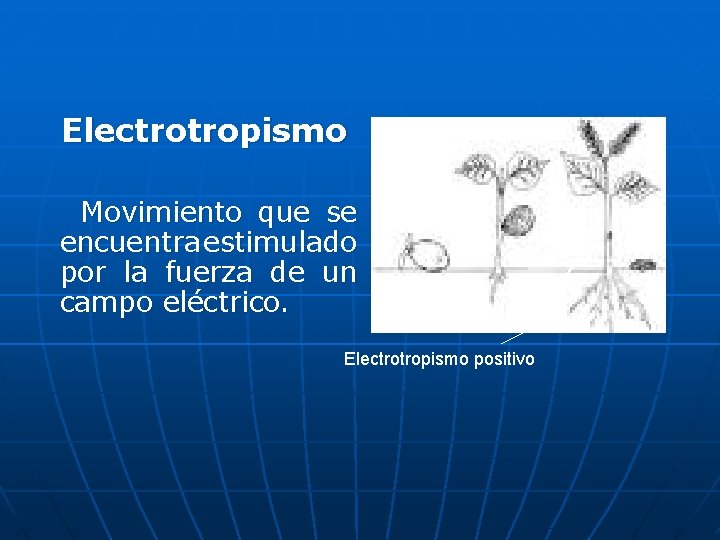 Electrotropismo Movimiento que se encuentra estimulado por la fuerza de un campo eléctrico. Electrotropismo