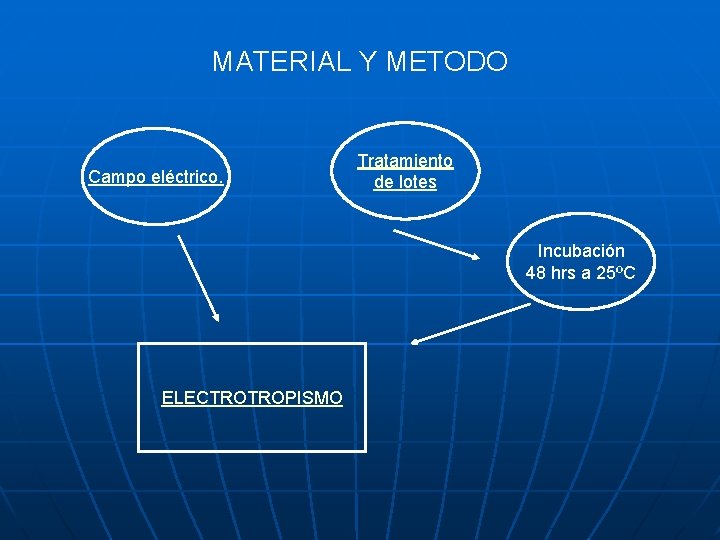 MATERIAL Y METODO Campo eléctrico. Tratamiento de lotes Incubación 48 hrs a 25ºC ELECTROTROPISMO