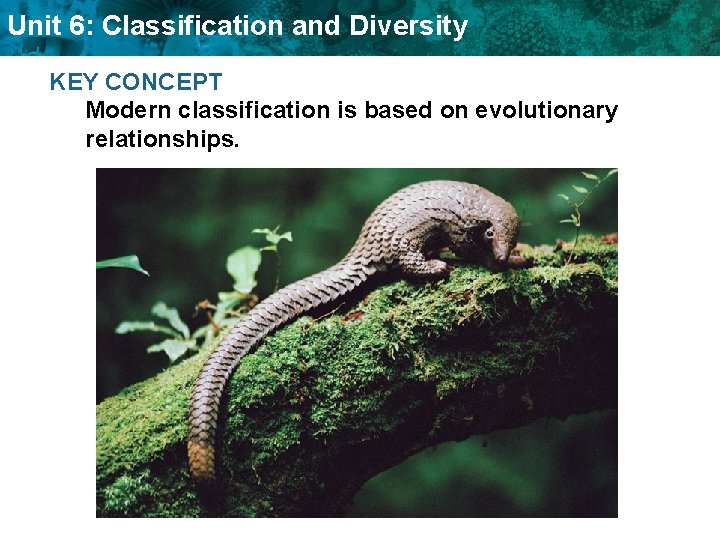Unit 6: Classification and Diversity KEY CONCEPT Modern classification is based on evolutionary relationships.