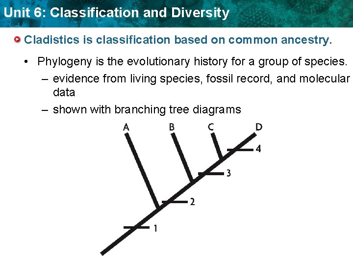 Unit 6: Classification and Diversity Cladistics is classification based on common ancestry. • Phylogeny