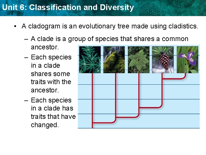 Unit 6: Classification and Diversity • A cladogram is an evolutionary tree made using