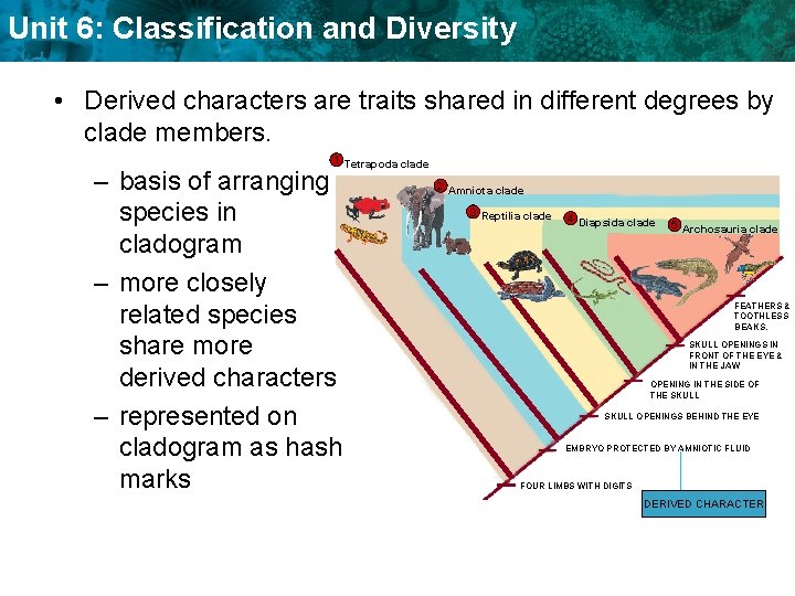 Unit 6: Classification and Diversity • Derived characters are traits shared in different degrees