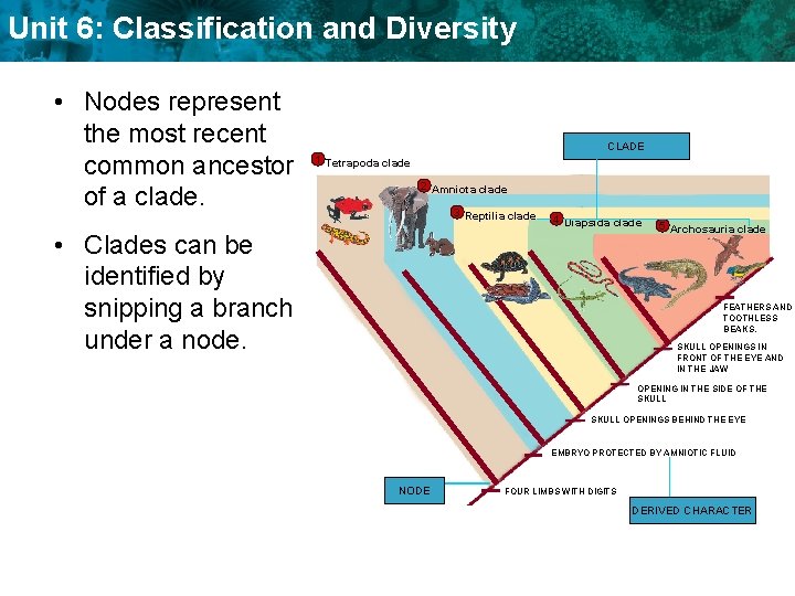 Unit 6: Classification and Diversity • Nodes represent the most recent common ancestor of