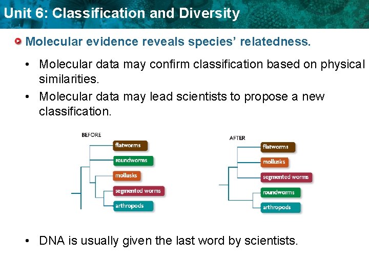 Unit 6: Classification and Diversity Molecular evidence reveals species’ relatedness. • Molecular data may