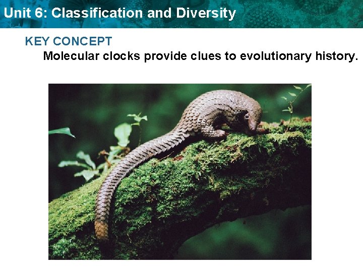 Unit 6: Classification and Diversity KEY CONCEPT Molecular clocks provide clues to evolutionary history.