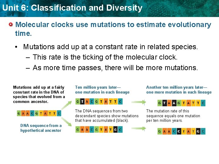 Unit 6: Classification and Diversity Molecular clocks use mutations to estimate evolutionary time. •
