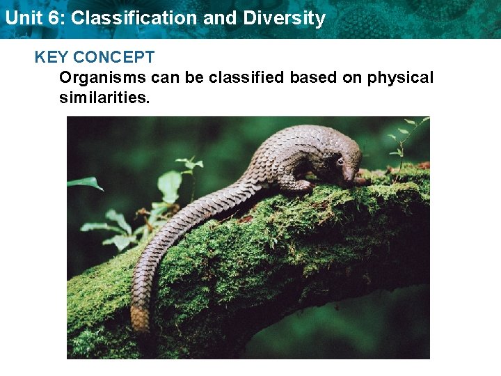 Unit 6: Classification and Diversity KEY CONCEPT Organisms can be classified based on physical