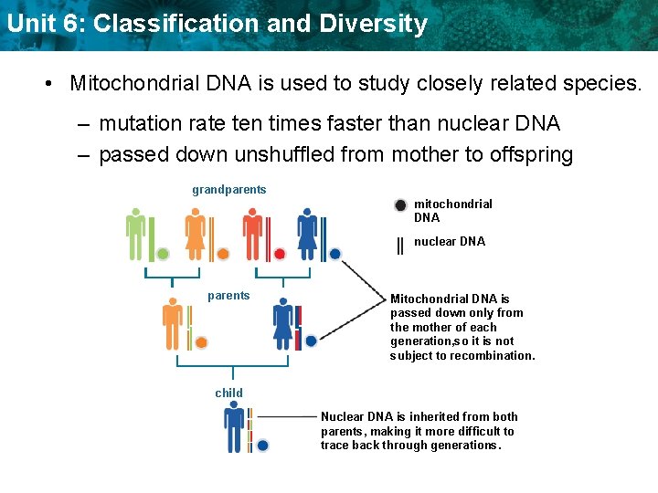 Unit 6: Classification and Diversity • Mitochondrial DNA is used to study closely related