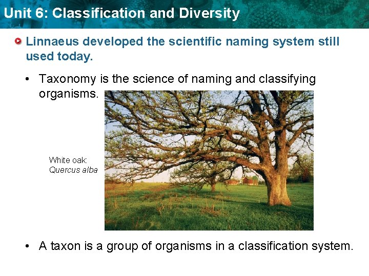 Unit 6: Classification and Diversity Linnaeus developed the scientific naming system still used today.
