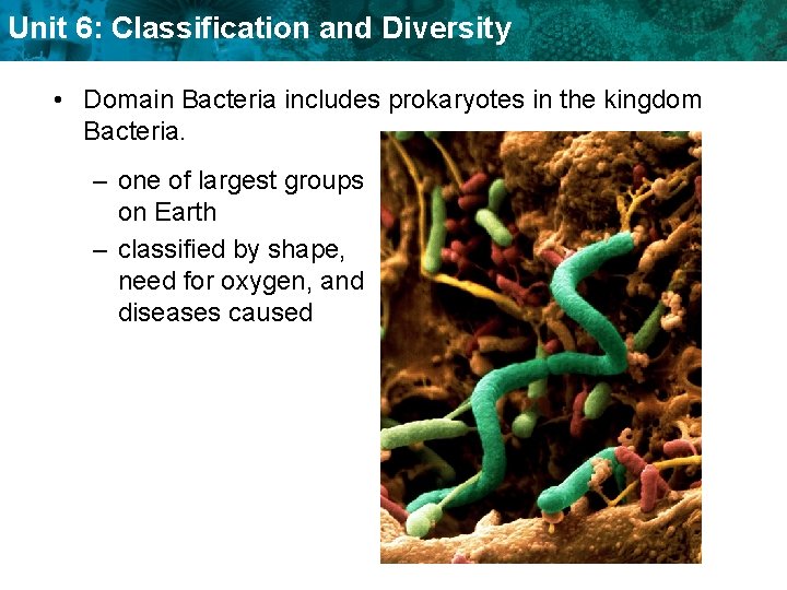 Unit 6: Classification and Diversity • Domain Bacteria includes prokaryotes in the kingdom Bacteria.